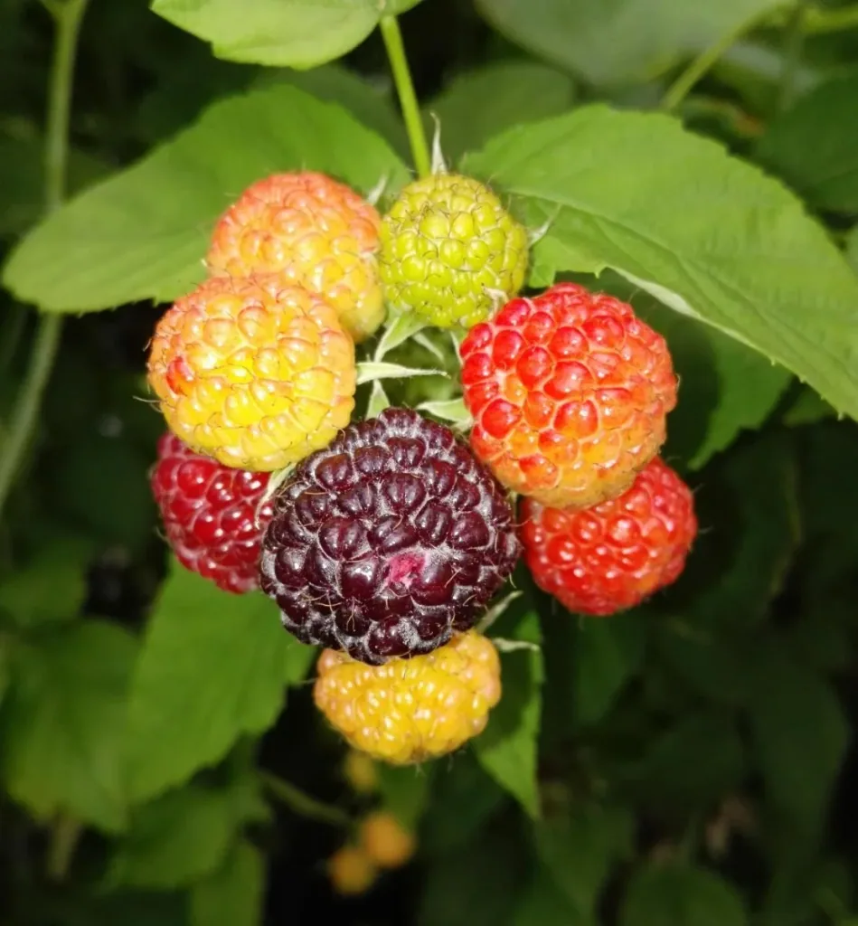 Raspberry "Glen Coe", 3.5L container