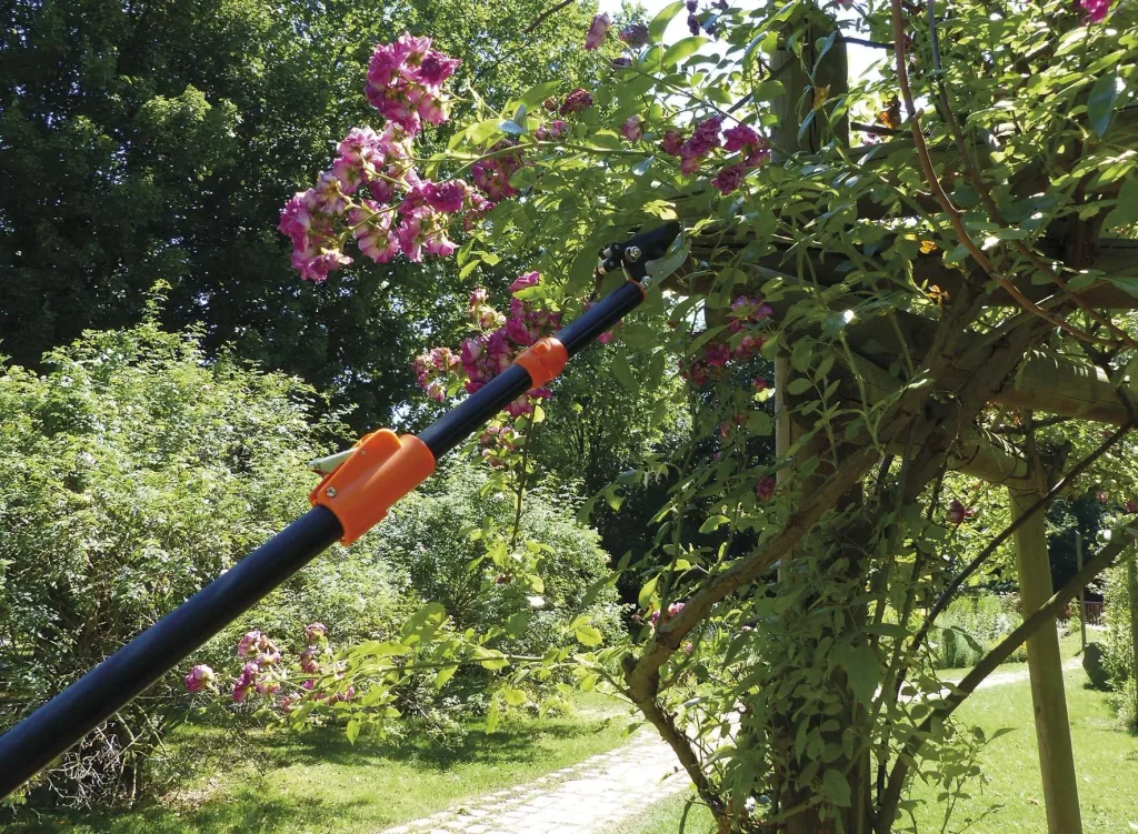 Rosenkavalier "telescopic"