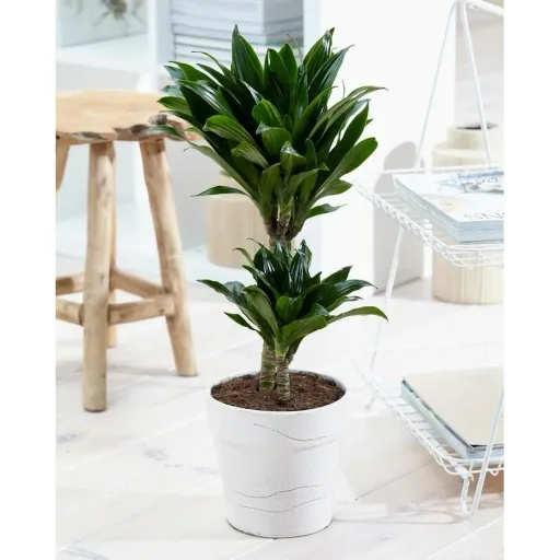 Flowering Dragon Tree - Dracaena - 4 Plants - 25-35 cm (2x Dracaena 'Lemon Lime' & 2x Dracaena 'Compacta')