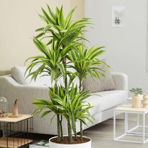 Flowering Dragon Tree - Dracaena - 4 Plants - 25-35 cm (2x Dracaena 'Lemon Lime' & 2x Dracaena 'Compacta')