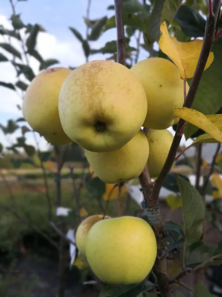 Apple "Golden Delicious" bush, in 10L container