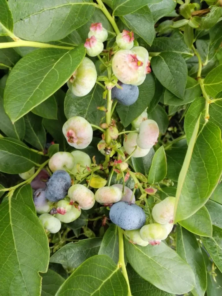 Garden blueberry "Chandler", in a 3.5L container