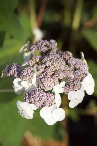 Samthortensie Macrophylla - Hydrangea aspera Macrophylla - 12 L Topf 80-100 cm