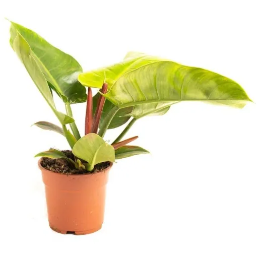 Blooming Philodendron Imperial Green Large - 50-60cm - 1 piece