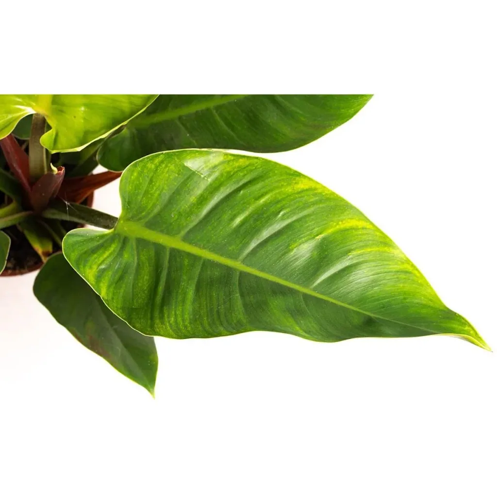 Blooming Philodendron Imperial Green Large - 50-60cm - 1 piece