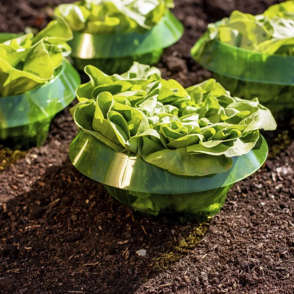 Salad rings, snail protection, green, 5 pieces