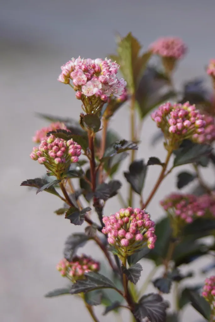 Pheasant's Spiraea Tiny Wine - Physocarpus opulifolius (Proven Winners) - 7.5 L pot 60-80 cm