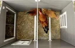 Eco-plastic coop "Barney" for chickens - UV and weather resistant