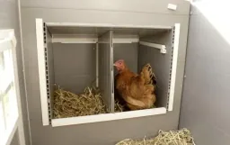 Eco-plastic coop "Barney" for chickens - UV and weather resistant