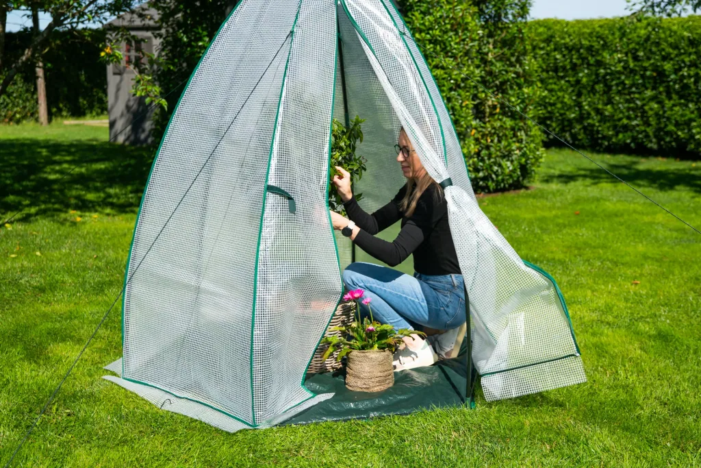 Polytunnel Olive