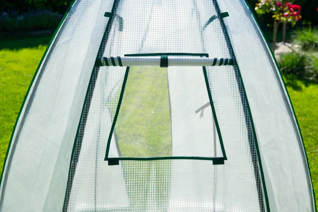 Polytunnel Olive