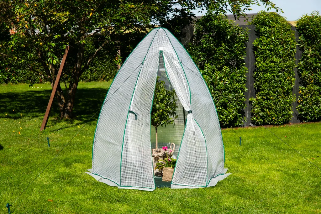 Polytunnel Olive