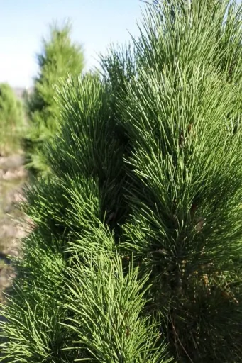 Black Pine Green Tower - Pinus nigra - solitary tree with ball 125-150 cm