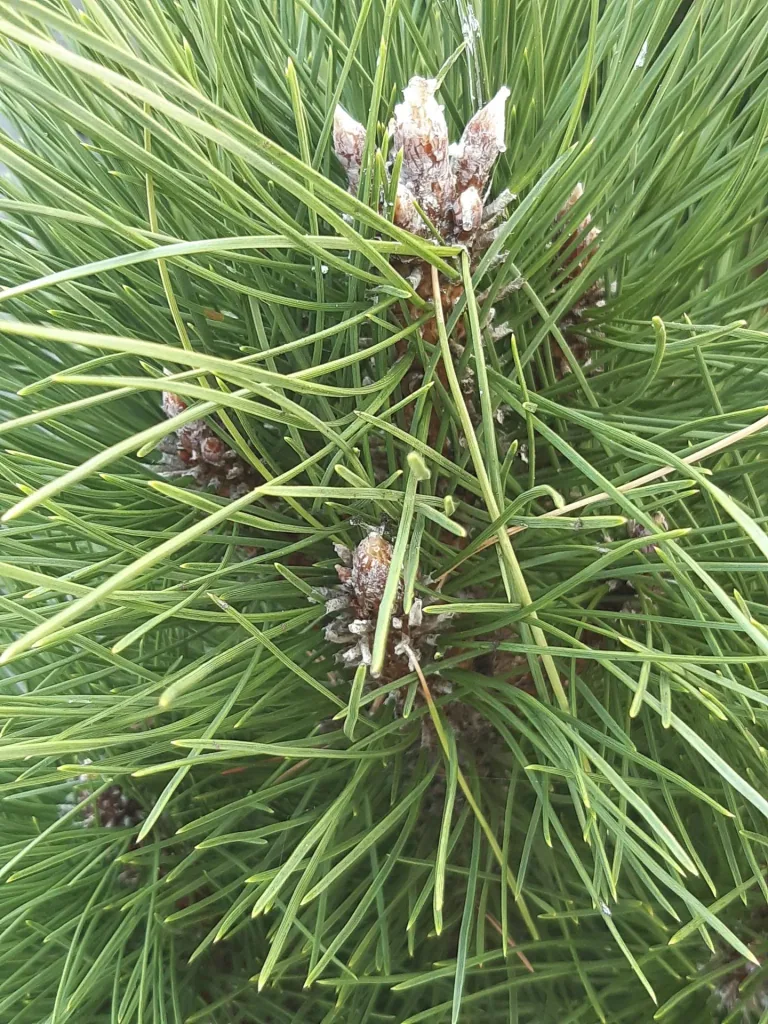 Black Pine Green Tower - Pinus nigra - solitary tree with ball 125-150 cm