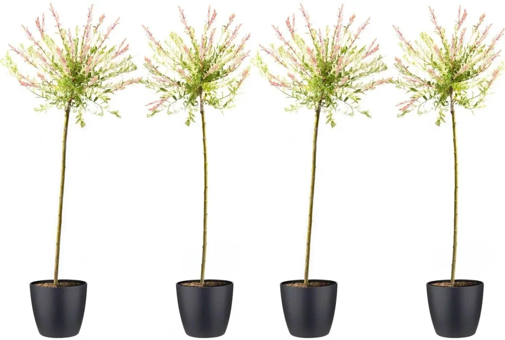 Flower-up set of 4 XXL Rattenweiden 120 - 140 cm