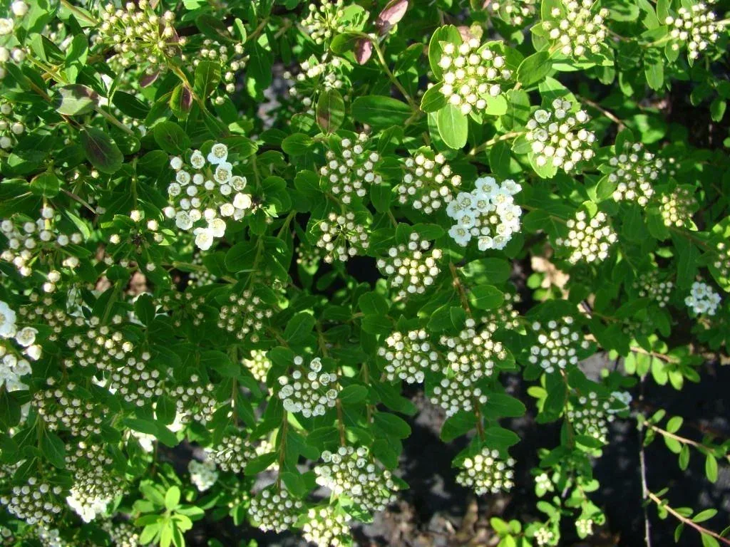 Snowmound Spiraea nipponica - 7.5 L pot 80-100 cm