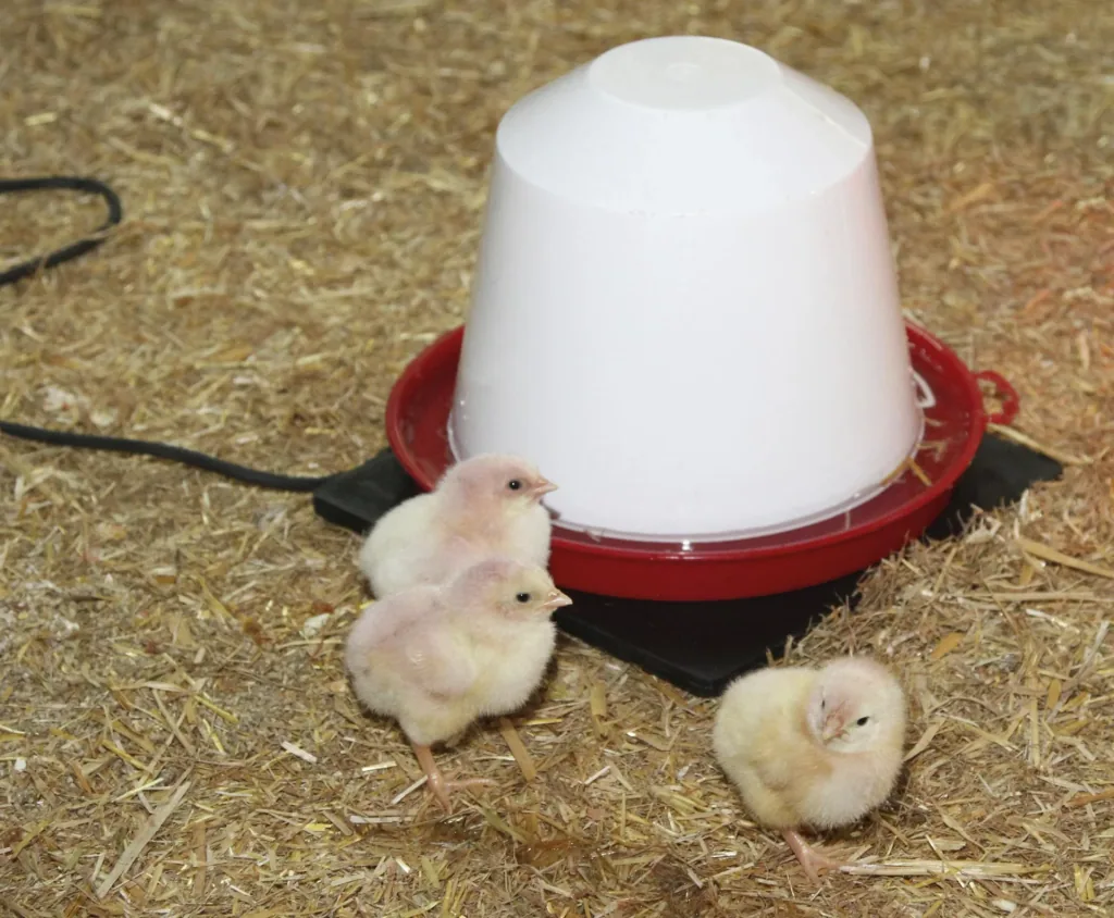 Rubber heating plate 24 x 24 cm, 18 W, for poultry drinkers and rabbit hutches