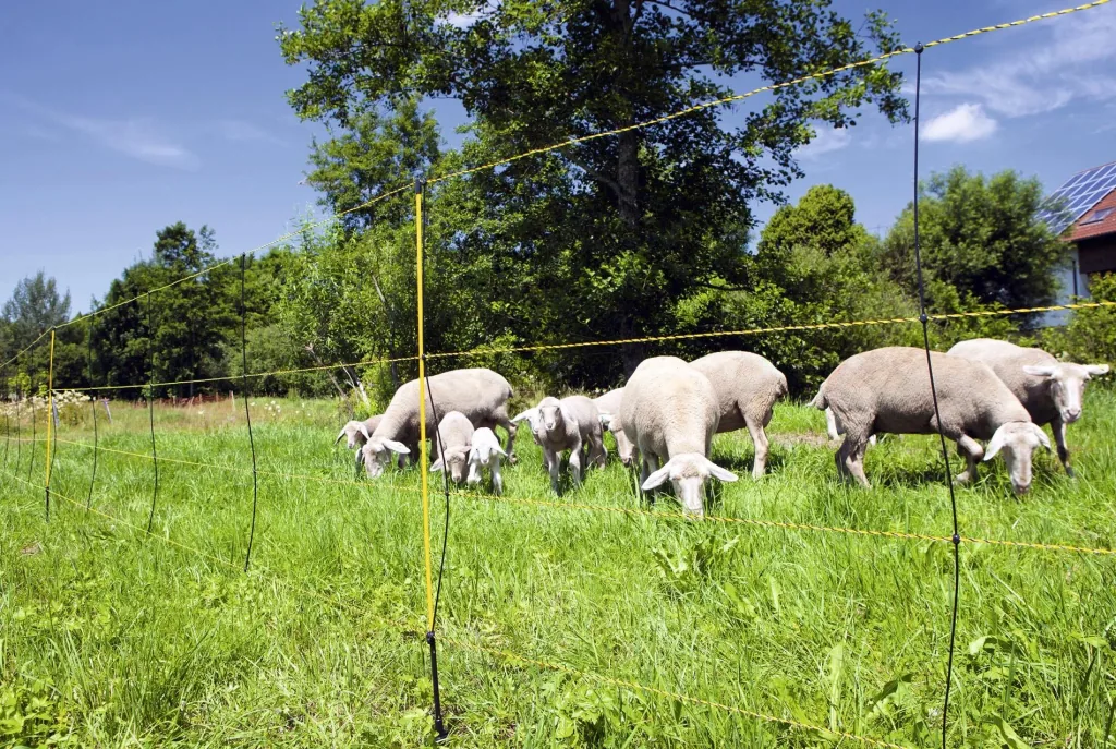 Sheep net "Easy Net", 105 cm high, 50 m long