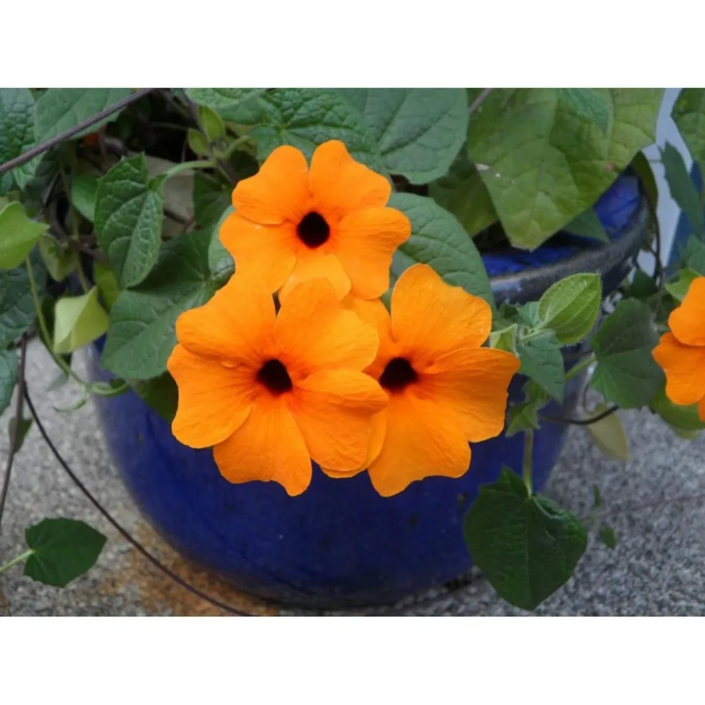 Flowering Thunbergia set - 3 pieces - 30-38 cm
