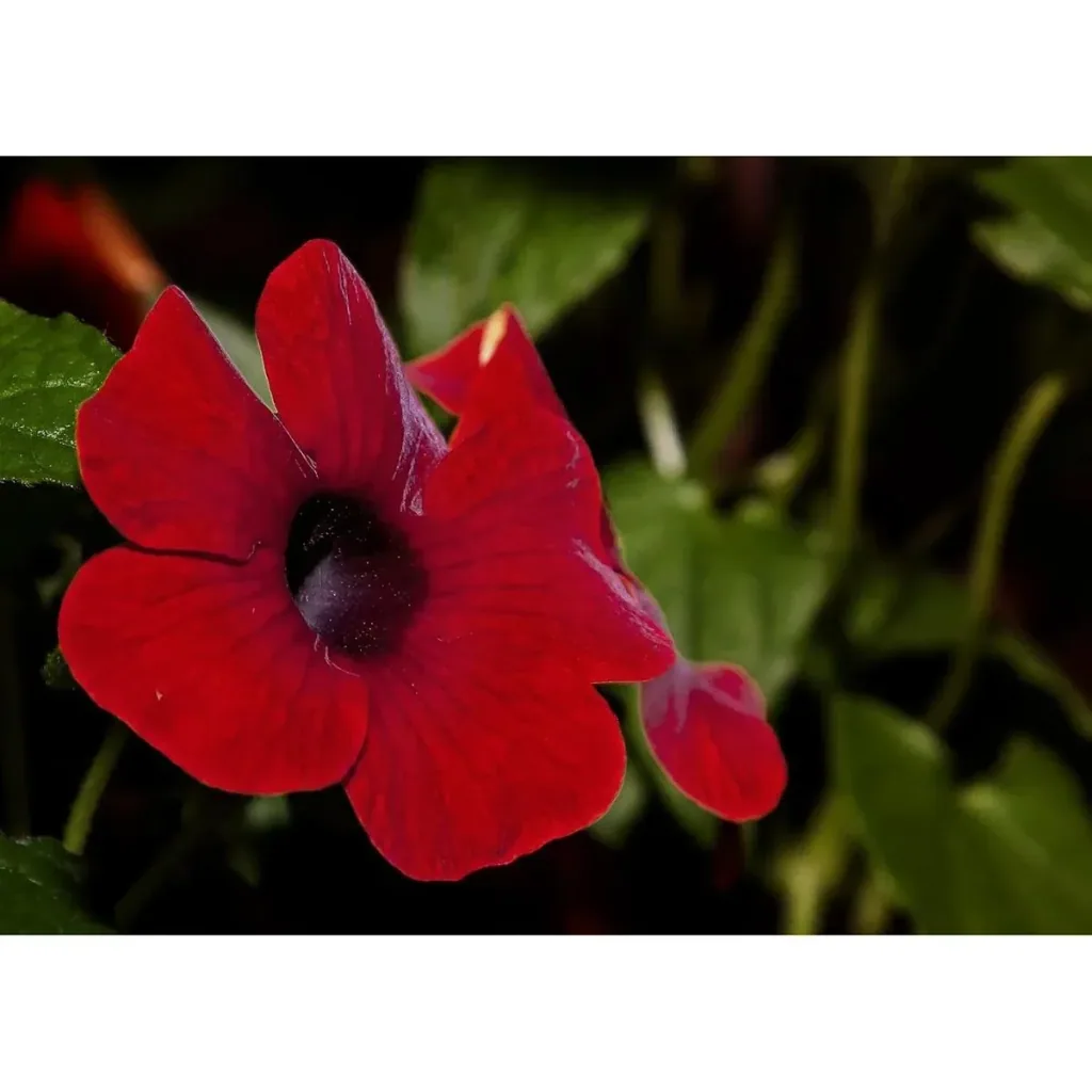 Flowering Thunbergia set - 3 pieces - 30-38 cm