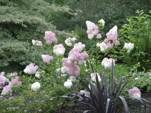 Hydrangea paniculata Vanilla-Fraise - 12 L pot 80-100 cm