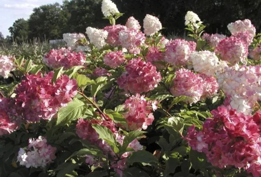 Hydrangea paniculata Vanilla-Fraise - 12 L pot 80-100 cm