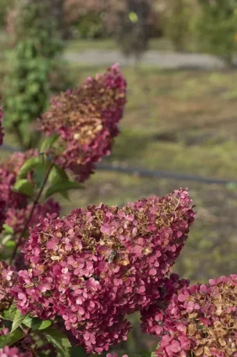 Hydrangea paniculata Vanilla-Fraise - 12 L pot 80-100 cm