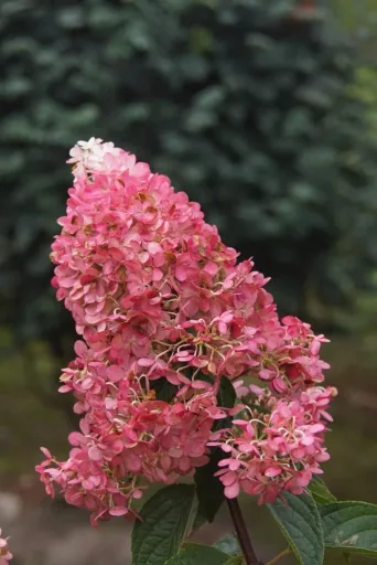Hydrangea paniculata Vanilla-Fraise - 12 L pot 80-100 cm