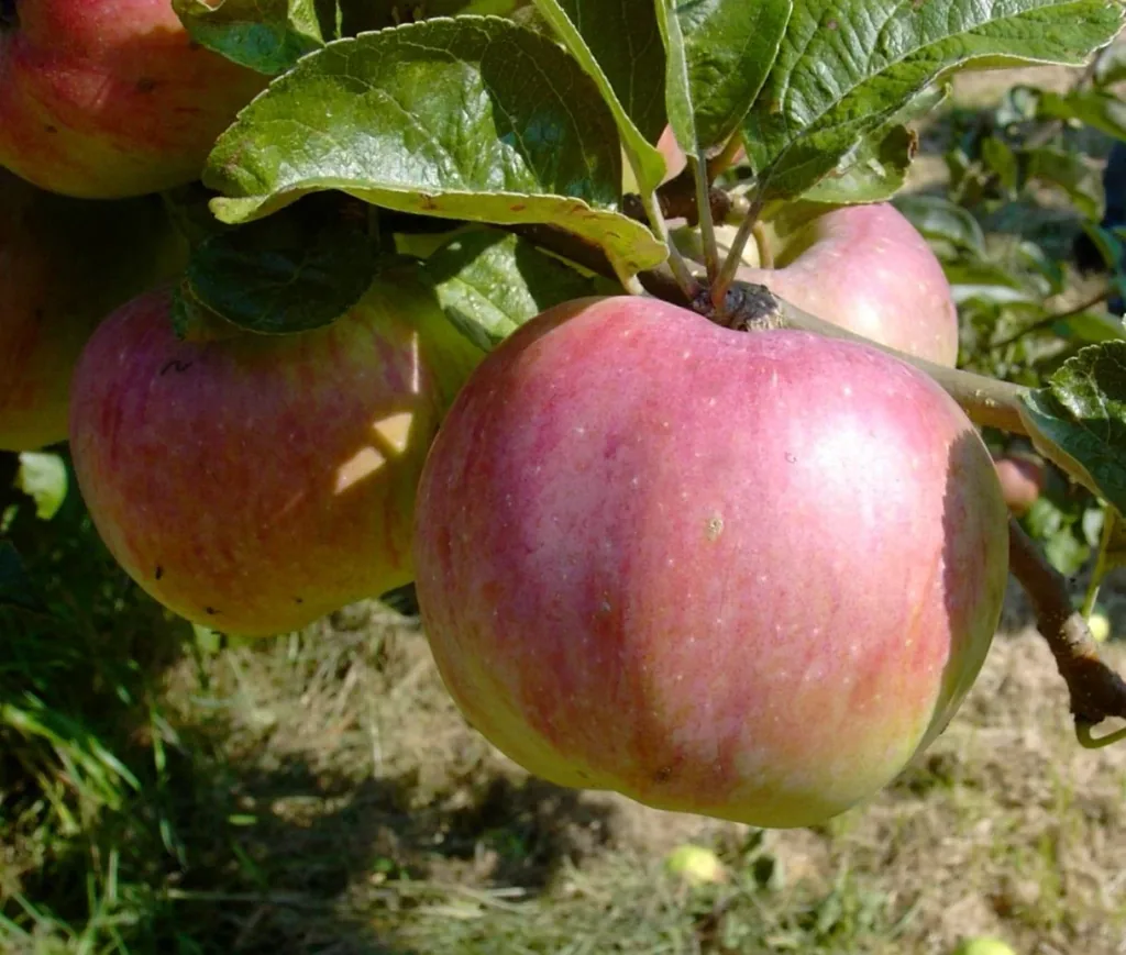 Apple "Ontario", bush, in 10L container
