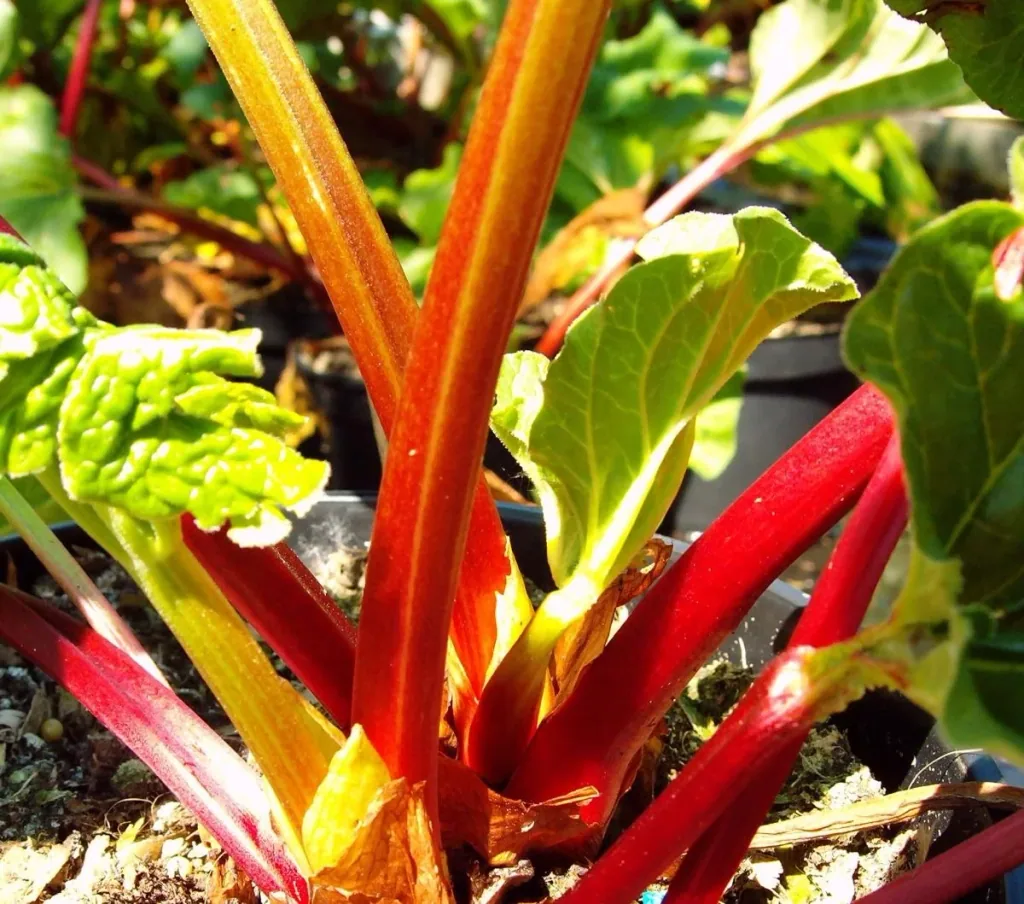 Rhubarb "Holsteiner Blut", in a 3.5L container