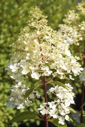 Panicle Hydrangea "Sundae Fraise", Hydrangea paniculata, 4.6 liter pot, set of 2
