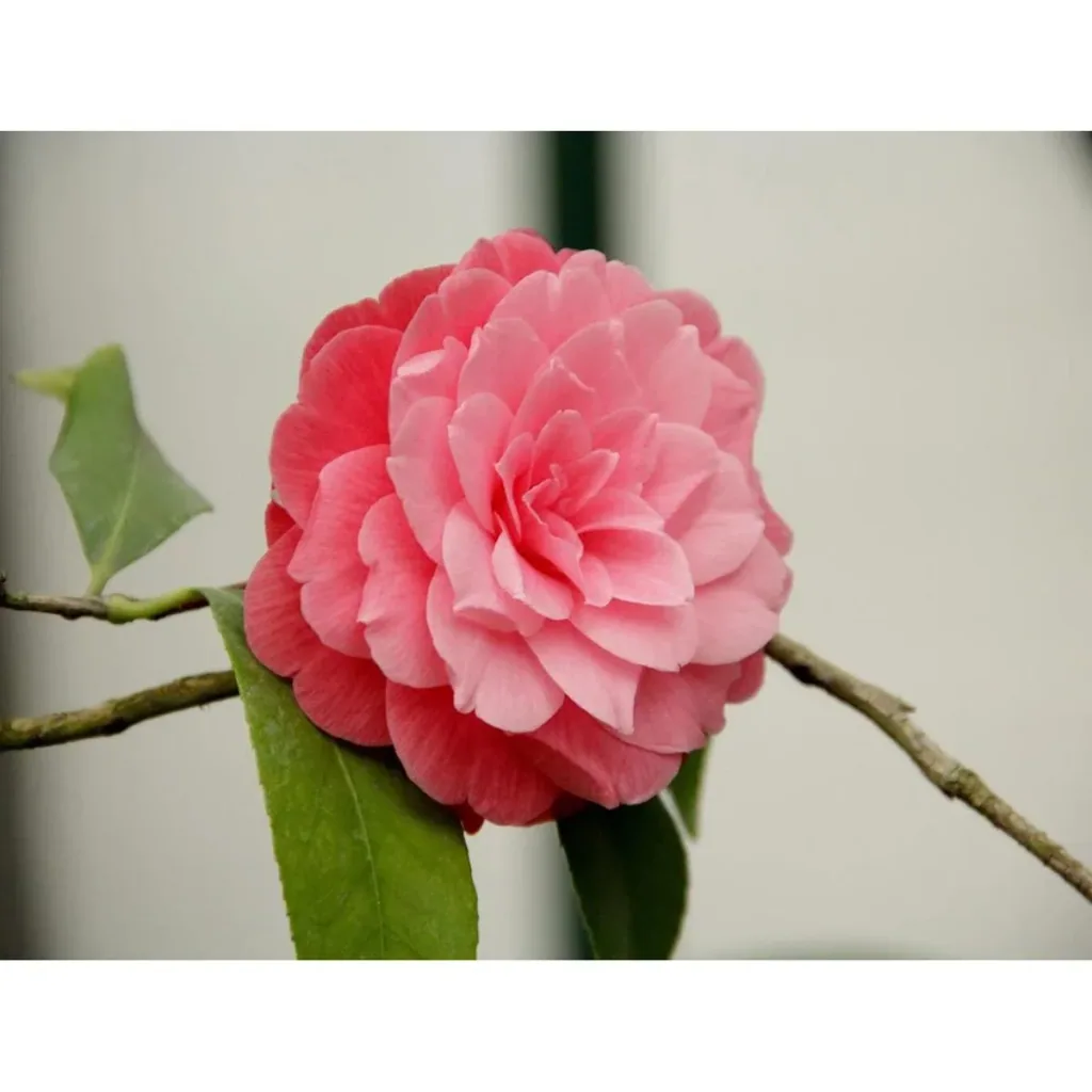 Blooming Camellia XL Shrub 'Japanese Rose' - 2 pieces