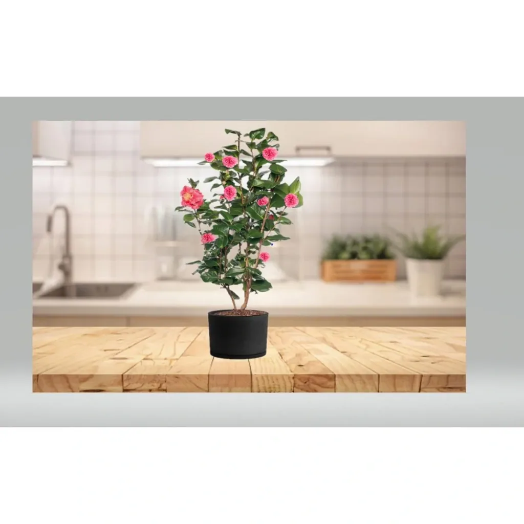 Blooming Camellia XL Shrub 'Japanese Rose' - 2 pieces