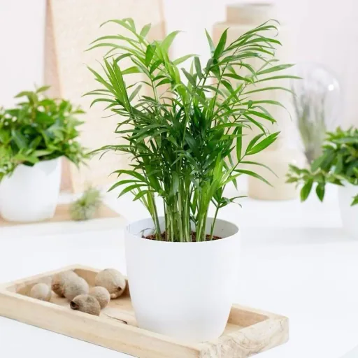 Flowering Mexican Mountain Palm - Chamaedorea Elegans - Large - 50-60cm - 2 Plants