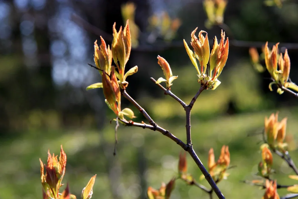 Fire maple "Acer ginnala" - 12 L, 100 cm