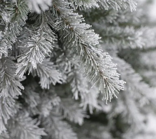 Christmas tree spruce frost 210 cm