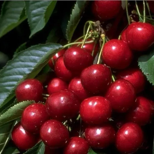 Dwarf sweet cherry "Sunburst" bush, in 10L container, very high juice content, sweet