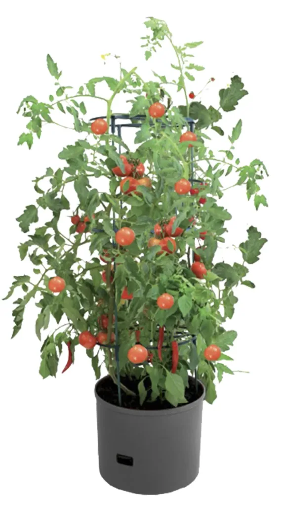 Plant tower "Maxitom Jumbo", anthracite in a value set with cover