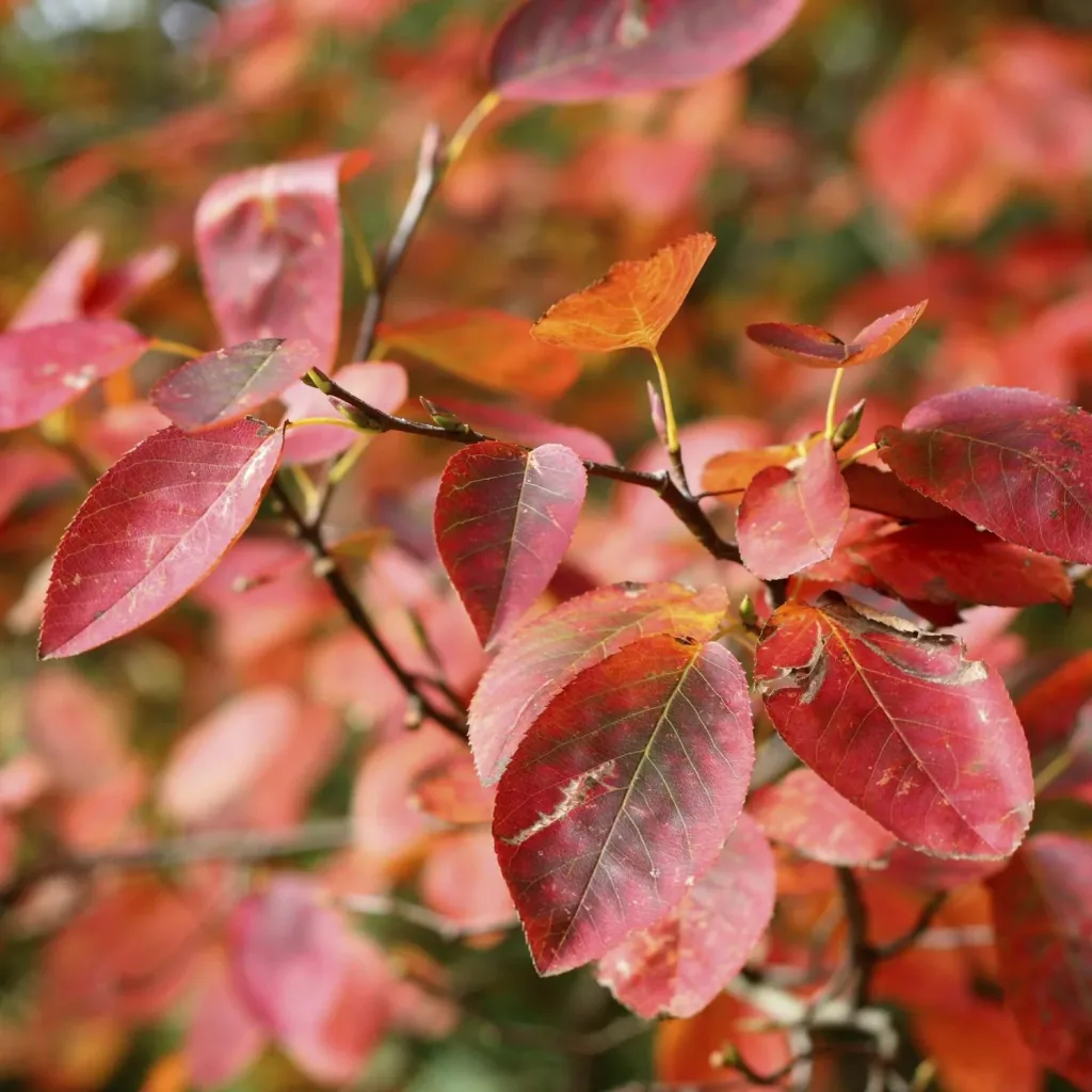 Copper Serviceberry Amelanchier lamarckii - 7.5 L pot 80-100 cm