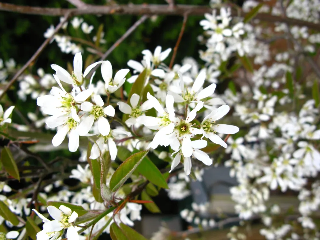 Copper Serviceberry Amelanchier lamarckii - 7.5 L pot 80-100 cm