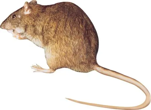 Wooden rat traps - 10 pieces
