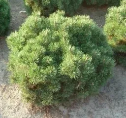 Mugo pine, Pinus mugo "Mops", 7.5 liter pot, 30-40 cm tall