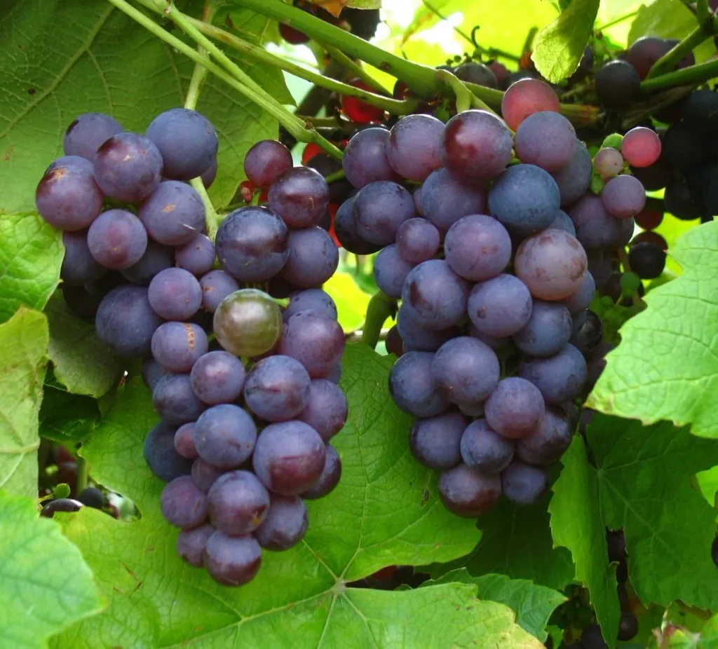 Grapevine "Vanessa", 5L container, large pink berries