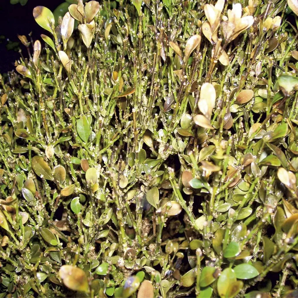 Special Fungus-Free Ortiva AF 1 Liter