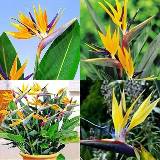 Bloem-up Bird of Paradise Plant - Strelitzia reginae - 6 Plants - 25-38 cm - Indoor and Outdoor
