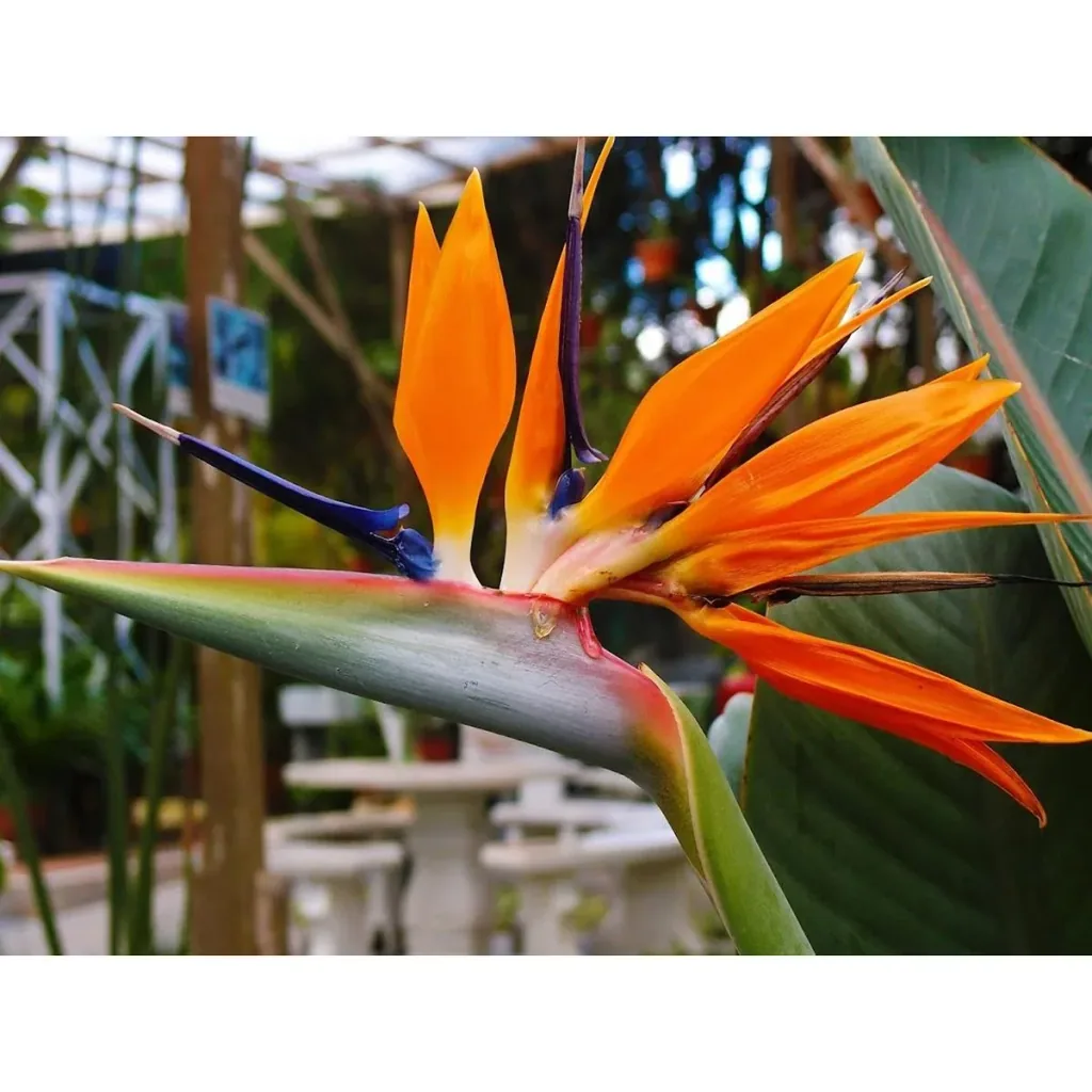 Bloem-up Bird of Paradise Plant - Strelitzia reginae - 6 Plants - 25-38 cm - Indoor and Outdoor