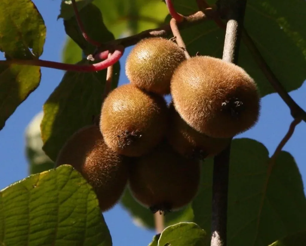 Kiwi "Hayward", 3,5L-Container
