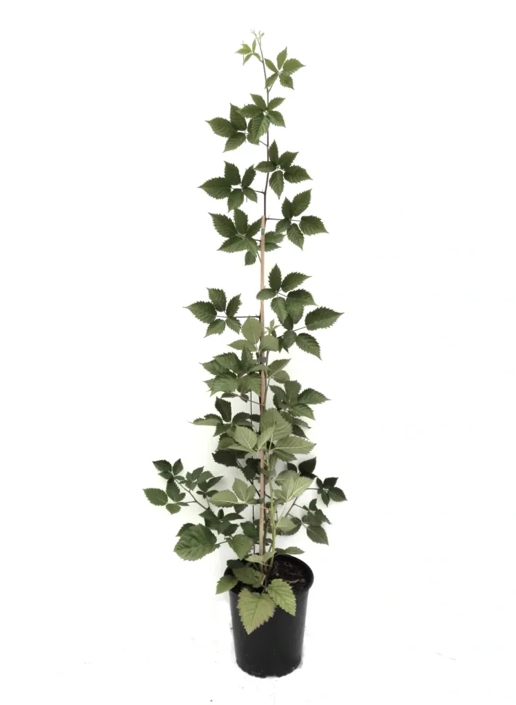 Blackberry "Asterina", 3.5L container