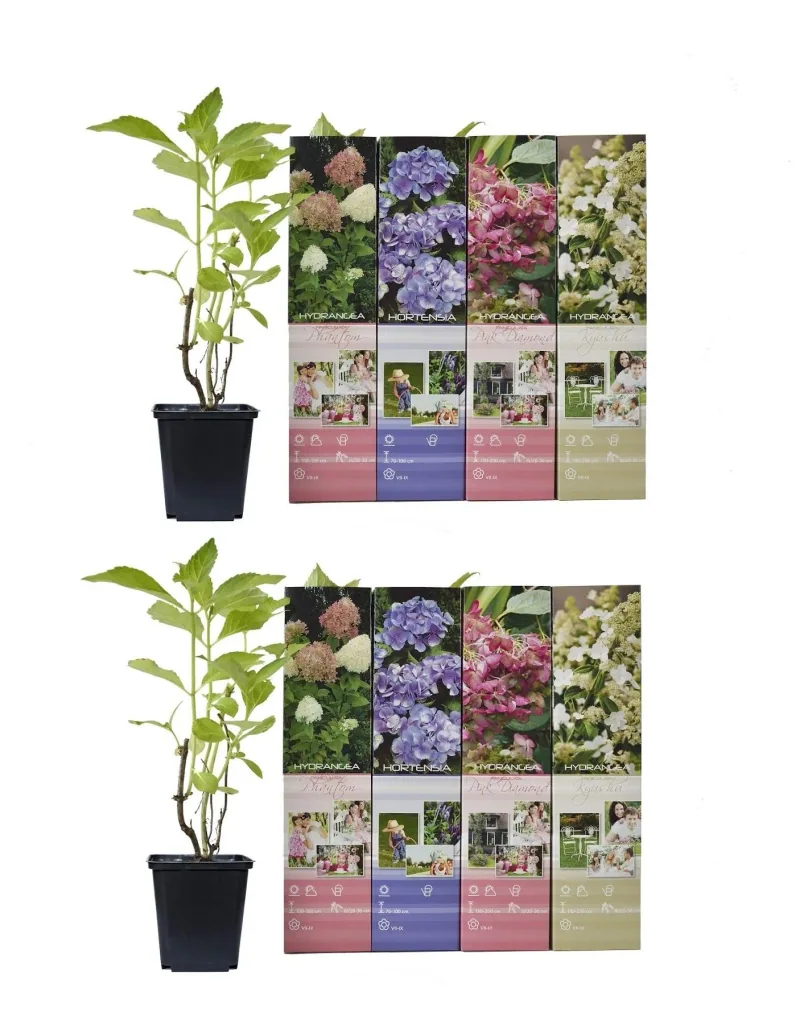 Blooming set of 8 hydrangeas 30 - 40 cm