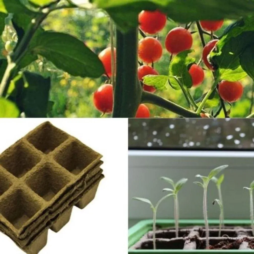 Seedling and cultivation box 24 pots with lid - Vegetable garden - Flowers